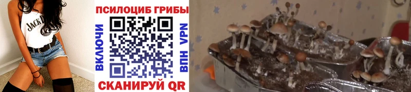 Купить  Ряжск  Псилоцибиновые грибы Psilocybe 